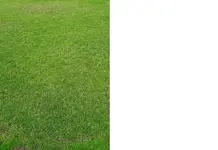 rasen.webp