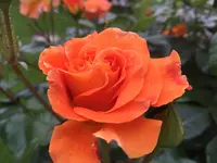 2016-06-08_Westzeit.webp