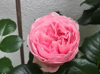 2016-06-11_Giardina.webp