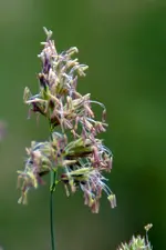 DSC_3671a.webp