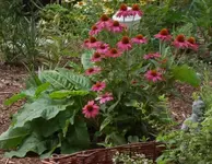 echinacea 2.PNG