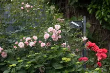 Rosen 160612_2.webp