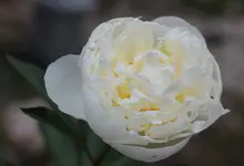 Pfingstrose 160603.webp