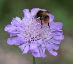 Scabiose 160603.jpg