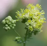 Wiesenraute 160612.webp