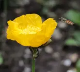 Mohn 160604.webp