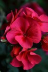 DSC_0516.jpg