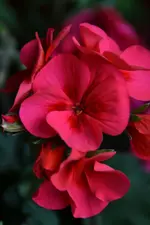 DSC_0516.webp