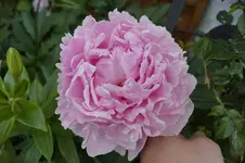 _DSC0555.webp