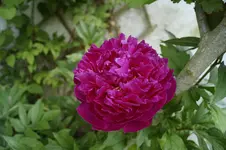 _DSC0557.webp