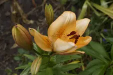 _DSC0558.webp