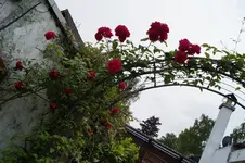 _DSC0553.webp
