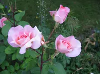 IMG_4885.webp