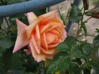 IMG_4898.webp