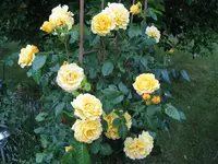 IMG_4883.webp