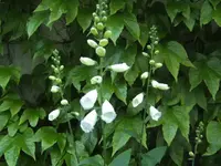 BILD5118.webp