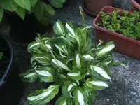 BILD5124.webp