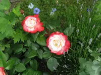 IMG_4917.webp