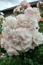 IMG_20160612_184855.webp