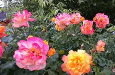 IMG_20160612_185003.webp