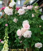 IMG_0932.webp