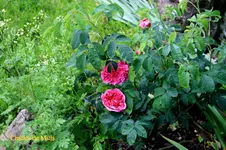 IMG_0942.webp