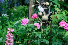 IMG_0943.webp