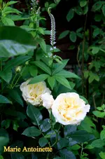 IMG_0945.webp