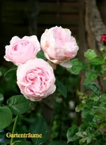 IMG_0958.webp