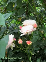 IMG_6328.webp