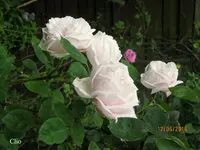 IMG_6331.webp