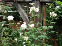 IMG_6354.webp