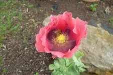 SAM_1563.webp