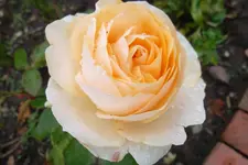 SAM_1564.webp