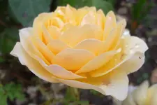 SAM_1565.webp