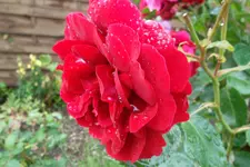 SAM_1566.webp