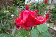 SAM_1567.webp