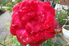 SAM_1568.webp