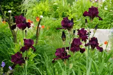 Merlot.webp