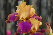Syncopation.webp