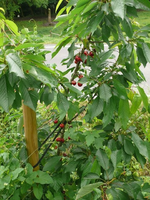 k-P1110294.webp