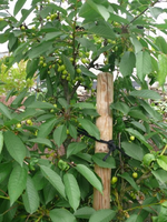 k-P1110297.webp