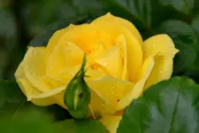 DSC_4588.webp