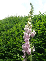 k-P1110279.webp