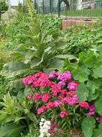 k-P1110286.webp