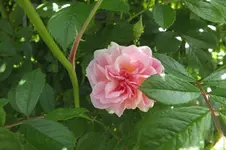 DSCF6312.webp
