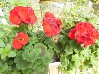 Bilda385.webp
