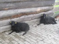 Bilda347.jpg
