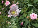 DSCN4097.jpg