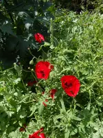 DSCN4104.jpg
